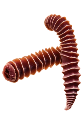 spirochetes,flagellum,millipede,polychaete,flagella,ercp,sarcomere,flagellar,enterocolitis,syringomyelia,pylori,duodenal,bronchoconstriction,intussusception,spirochete,demodex,polychaetes,sporulation,stereocilia,micropholis,Photography,Artistic Photography,Artistic Photography 10