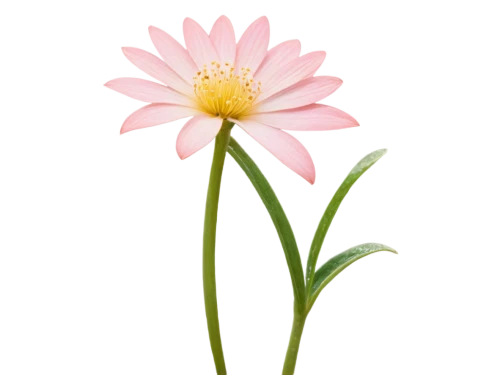 wood daisy background,flower wallpaper,flower background,cosmea,flowers png,single flower,pink cosmea,minimalist flowers,small flower,straw flower,pink flower,flowerdew,daisy flower,chive flower,flower,ikebana,zephyranthes,decorative flower,grass lily,cosmos flower,Illustration,Black and White,Black and White 08