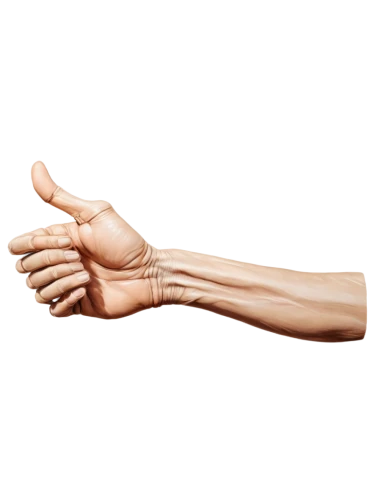 metacarpal,ulnar,hindlimb,metacarpals,ulna,hand prosthesis,extensor,osteopathy,musculoskeletal,carpal,flexor,scaphoid,human hand,sesamoid,rheumatoid,metatarsus,carpel,osteopath,phalanges,artificial joint,Unique,3D,Modern Sculpture