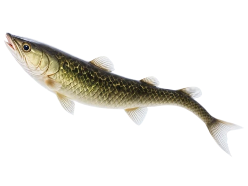 muskellunge,pickerel,rapala,pike,micropterus,walleye,etheostoma,fjord trout,esox,mosquitofish,walleyes,pikeminnow,freshwater fish,muskie,mahseer,oncorhynchus,rasbora,stickleback,topminnow,gudgeon,Illustration,Japanese style,Japanese Style 17