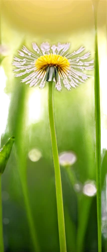 dandelion background,dandelion flower,common dandelion,dandelion flying,dandelion,ox-eye daisy,flying dandelions,wood daisy background,taraxacum,dandelions,oxeye daisy,camomile flower,taraxacum ruderalia,dandelion meadow,taraxacum officinale,dandelion seeds,common daisy,inula,dandelion field,daisy flower,Illustration,Vector,Vector 18