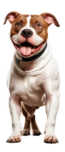 dwarf bulldog,chesty,kudubull,bulldog,peanut bulldog,bongo,dogana,pit bull,pittsnogle,bulbull,gundogmus,borga,bull terrier,continental bulldog,mogridge,wedag,pitbull,bufferin,borker,dubernard,Unique,Pixel,Pixel 05
