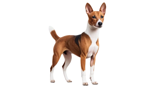 basenji,pinscher,sighthound,bull terrier,rat terrier,jack russel terrier,saluki,doberman,doberan,dog illustration,jack russell terrier,dobermannt,daxter,marmaduke,galgo,foxhound,lurcher,sighthounds,galga,jack russel,Photography,General,Commercial