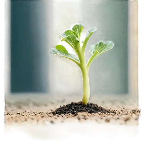seedling,monocotyledons,cotyledons,celery plant,seedlings,microstock,arabidopsis,cotyledon,germination,germinating,sprouted seeds,plantae,growth icon,resprout,dicotyledons,germinate,biopesticide,beefsteak plant,tender shoots of plants,phototropism,Illustration,Black and White,Black and White 23