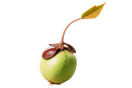 chestnut bud,flower bud,onagraceae,nepenthes,seedpod,catasetum,seed pod,illicium,leaf bud,water lily bud,acorn,orchidaceae,dionaea,worm apple,bud,rhamnaceae,marasmiaceae,guava,magnoliaceae,chestnut fruit,Conceptual Art,Sci-Fi,Sci-Fi 15