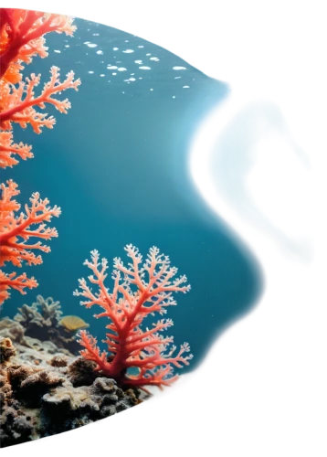 soft coral,underwater background,underwater landscape,soft corals,feather coral,gorgonian,bubblegum coral,coral reefs,coral reef,deep coral,hydroids,paphlagonian,coral fish,chemosynthesis,sea life underwater,seafloor,corals,macroalgae,rock coral,sea anemone,Conceptual Art,Oil color,Oil Color 01