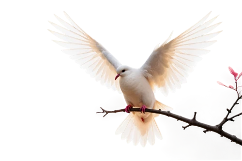 dove of peace,doves of peace,peace dove,white dove,angel wing,holy spirit,angel wings,winged heart,doves,seraph,dove,pentecost,beautiful dove,beneficence,pentecostalist,fairy tern,white eagle,phoenixes,birds on branch,white bird,Illustration,Black and White,Black and White 33