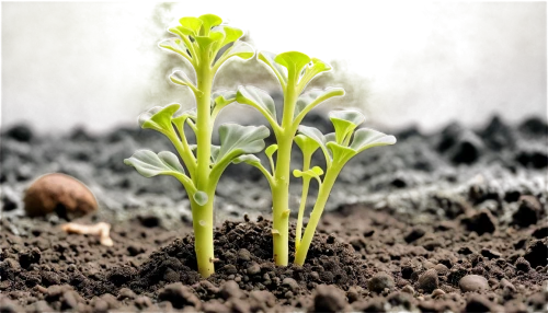 cotyledon,seedling,phytochrome,celery plant,seedlings,germination,tender shoots of plants,biopesticide,growth icon,cotyledons,seedbed,arabidopsis,garden cress,plantae,germinating,monocotyledons,undersoil,resprout,broccoli sprouts,trollius download,Illustration,Realistic Fantasy,Realistic Fantasy 21