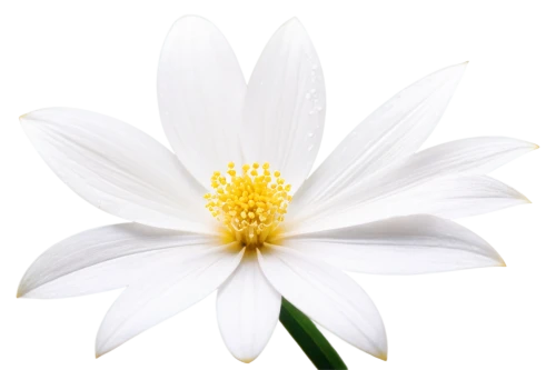 white cosmos,white flower,white chrysanthemum,delicate white flower,the white chrysanthemum,white lily,white blossom,white petals,white daisies,star magnolia,cosmea,stamen,ox-eye daisy,marguerite daisy,shasta daisy,wood anemone,oxeye daisy,daisy flower,white water lily,chrysanthemum background,Art,Classical Oil Painting,Classical Oil Painting 38