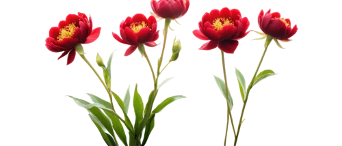 tulip background,red tulips,tulip flowers,two tulips,tulipa,tulips,flowers png,parrot tulip,tulip bouquet,wild tulips,tulp,tulip branches,tulip blossom,flower wallpaper,tulip,flower background,wild tulip,tulipe,floral digital background,red flowers,Illustration,Realistic Fantasy,Realistic Fantasy 14