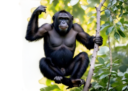 shabani,bonobos,siamang,bonobo,chimpanzee,alouatta,chimpansee,macaco,ape,gorilla,primatology,primatologist,virunga,palaeopropithecus,francois langur,tarzan,jarawa,orang utan,primate,simian,Photography,Black and white photography,Black and White Photography 12