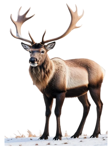 glowing antlers,winter deer,antlered,reindeer polar,elk,christmas deer,reindeer from santa claus,blitzen,reindeer,rudolf,rudolph,male deer,stag,deer illustration,european deer,venado,cervus elaphus,caribou,wapiti,red deer,Illustration,Paper based,Paper Based 13
