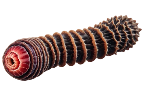 stereocilia,millipede,polychaete,millipedes,screwworm,flagellum,flagellar,polychaetes,demodex,spirochetes,trilobyte,bloodworm,phertzberg,sarcomere,stator,centrioles,micropholis,myriapods,wormlike,sporulation,Conceptual Art,Fantasy,Fantasy 17