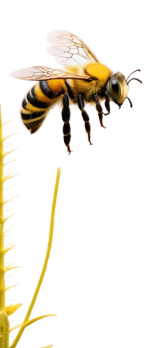 hover fly,vespula,hoverfly,wedge-spot hover fly,hornet hover fly,syrphid fly,syrphidae,butterflyer,sawfly,giant bumblebee hover fly,hoverflies,yellow jacket,wasp spider,hornet mimic hoverfly,pollinator,sawflies,silk bee,glyphipterix,yellow dragonfly,bee,Illustration,Black and White,Black and White 02