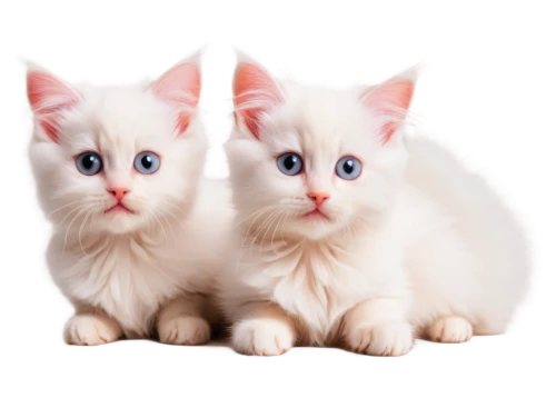 catterns,kittens,two cats,georgatos,white cat,snowcats,sphinxes,baby cats,cute cat,kittenish,vintage cats,kitties,siamese cat,copycatting,gatos,blue eyes cat,cute animals,kits,befuddles,cats angora,Photography,Documentary Photography,Documentary Photography 06