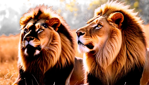 male lions,lions couple,two lion,lionesses,lions,panthera leo,lion children,male lion,african lion,leones,ligers,lion father,letaba,sauros,karangwa,lion with cub,luangwa,manes,female lion,forest king lion,Illustration,Realistic Fantasy,Realistic Fantasy 21