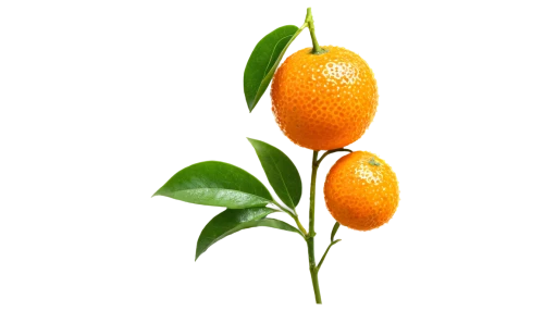 orange flower,kumquat,orange fruit,apricot,tangerine tree,orange climbing plant,orange flowers,tangerines,orange lily,green tangerine,apricots,tangerine fruits,oranges,orange trumpet,orange,orange rose,orange tree,tangerine,orange scent,orange jasmine,Unique,3D,Modern Sculpture