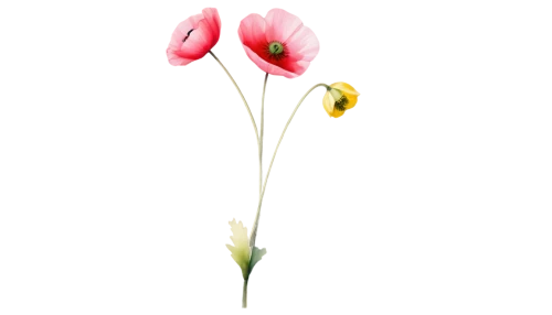 flowers png,tulip background,flower background,minimalist flowers,two tulips,pink tulip,tulipa,flower wallpaper,klatschmohn,tulips,flowerdew,abstract flowers,pink tulips,pistil,tulipe,bombacaceae,petal,single flower,tulip flowers,liliaceae,Photography,Black and white photography,Black and White Photography 09