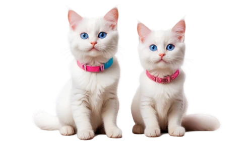 catterns,white cat,blue eyes cat,siamese cat,georgatos,two cats,siamese,sphinxes,aristocats,derivable,cat vector,cuecat,cat with blue eyes,whiskas,catsoulis,breed cat,cat image,cartoon cat,transparent background,cat look,Conceptual Art,Fantasy,Fantasy 11