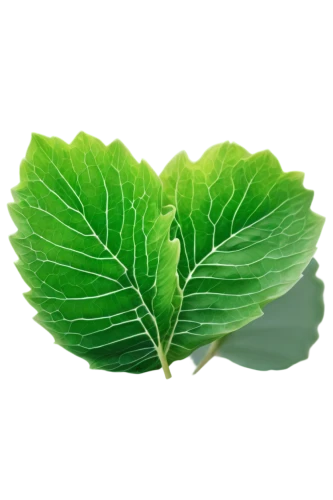 spring leaf background,leaf background,lotus leaf,green leaf,water lily leaf,grape leaf,green wallpaper,fig leaf,greenheart,aaaa,beech leaf,patrol,tropical leaf,leaf green,tree leaf,mammoth leaf,lotus leaves,green leaves,ginkgo leaf,mape leaf,Photography,Documentary Photography,Documentary Photography 13