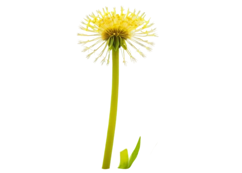 common dandelion,dandelion flower,dandelion background,hieracium,taraxacum officinale,taraxacum,taraxacum ruderalia,dandelion,inula,coltsfoot,yellow calendula flower,flowers png,yellow gerbera,xerochrysum bracteatumm,dandelions,straw flower,spring onion,fennel flower,hawkbit,yellow flower,Art,Artistic Painting,Artistic Painting 30