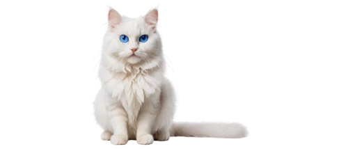 white cat,cat on a blue background,cat with blue eyes,blue eyes cat,jayfeather,bluestar,colotti,suara,cat vector,bluesier,snowbell,bleustein,korin,miqdad,cuecat,cat image,ori,cat look,kosmo,cathala,Art,Artistic Painting,Artistic Painting 25