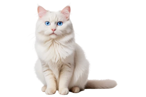 cat with blue eyes,blue eyes cat,white cat,cat on a blue background,snowbell,british longhair cat,himalayan persian,cat vector,breed cat,european shorthair,colotti,siberian cat,suara,korin,bluestar,felino,siamese cat,cute cat,transparent background,heterochromia,Illustration,Black and White,Black and White 24