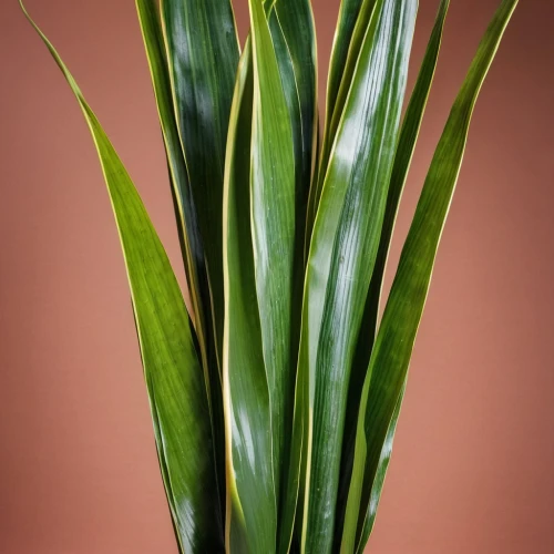 sansevieria,aspidistra,cymbopogon,phormium,billbergia pyramidalis,palmettos,sweet grass plant,billbergia,paspalum,dracaena,palmetto,citronella,yucca palm,nizamia,pandanus,cyperus,oil-related plant,eleocharis,aloe vera leaf,tenuifolia,Photography,General,Realistic