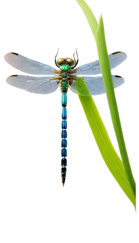 dragonfly,spring dragonfly,dragonflies,damselfly,libellula,adonis dragonfly,odonata,damselflies,banded demoiselle,four-spot dragonfly,trithemis annulata,bluet,blue-winged wasteland insect,butterflyer,glass wings,green-tailed emerald,pseudagrion,delicate insect,macro world,macro photography,Photography,Documentary Photography,Documentary Photography 38