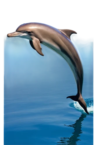 bottlenose dolphin,dusky dolphin,a flying dolphin in air,northern whale dolphin,dolphin background,oceanic dolphins,delphinus,dolphin swimming,tursiops,whitetip,dolphin,porpoise,bottlenose dolphins,mooring dolphin,cetacean,dolfin,dauphins,dolphins,dolphin show,two dolphins,Photography,Documentary Photography,Documentary Photography 31