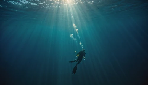 freediving,freediver,deep ocean,undersea,ocean underwater,depths,under the water,under water,submerged,scuba diving,diving,the bottom of the sea,mermaid silhouette,deep blue,submersion,deep sea,scuba,underwater,diving fins,submersible