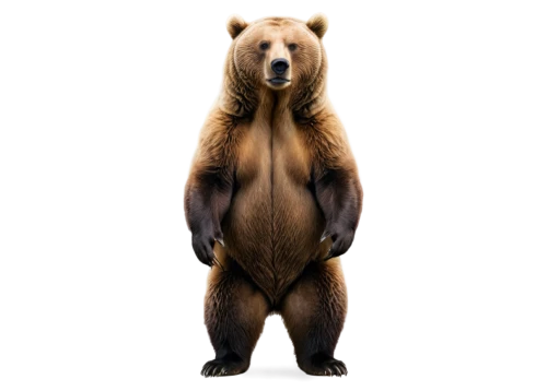 bearlike,brown bear,european brown bear,bear,nordic bear,bear guardian,ursine,scandia bear,bearse,bearish,bear bow,great bear,cute bear,forebear,ursa,bear teddy,ursus,bearman,bearss,orso,Photography,Artistic Photography,Artistic Photography 12