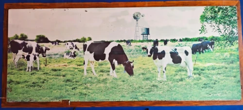cows on pasture,dairy cows,sternfeld,dairymen,cattle dairy,milk cows,holsteins,dairyman,bovines,cow herd,dairy cattle,dairy cow,vacas,heifers,cow meadow,vaches,holstein cow,delaval,garelick,dairying