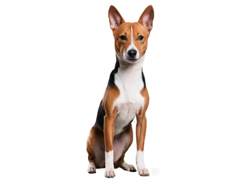 basenji,pinscher,rat terrier,jack russel terrier,jack russell terrier,dhole,daxter,ein,bull terrier,sighthound,dog illustration,jack russell,dingo,dogana,saluki,doberan,mixed breed dog,australian kelpie,dog frame,nuxhall,Conceptual Art,Oil color,Oil Color 05