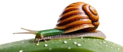 achatinella,garden snail,banded snail,pupal,pupate,springsnail,biomimicry,antennal,snail,macro photography,land snail,planthopper,pupates,shelled gastropod,stereocilia,pupation,cicavica,gastropod,caracol,macro world,Illustration,Abstract Fantasy,Abstract Fantasy 12