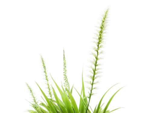 sweet grass plant,wheat grass,eleocharis,citronella,equisetum,tenuifolia,horsetails,lomandra,echinochloa,feather bristle grass,cyperus,grass lily,grape-grass lily,sedges,clubmoss,wheat germ grass,stylidium,wheatgrass,spikelets,grass fronds,Art,Classical Oil Painting,Classical Oil Painting 34