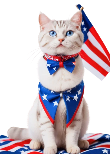 amurtiger,patriotism,tea party cat,taurica,amerada,worldcat,patriotically,ameri,ukusa,british longhair cat,jingoistic,jamerica,americana,americaine,australia day,muricata,cat european,amerasian,anglosphere,red white blue,Illustration,Children,Children 01