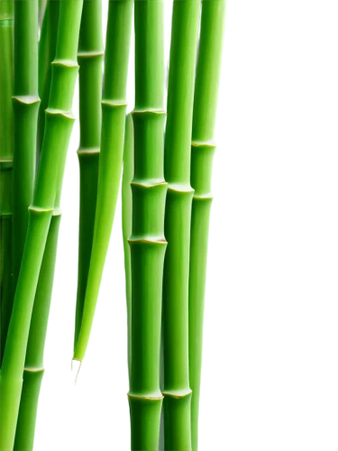 bamboo plants,palm leaf,bamboo forest,bamboo,bamboos,sugarcane,green wallpaper,grass fronds,equisetum,spring onion,cattail,bulrushes,sugar cane,palm leaves,phyllostachys,horsetails,cattails,celery stalk,palm fronds,hawaii bamboo,Photography,Fashion Photography,Fashion Photography 11