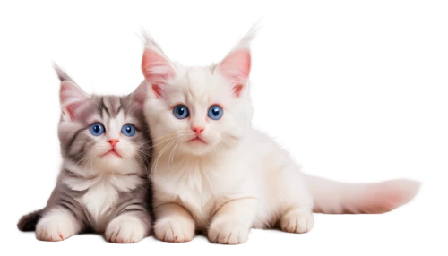 georgatos,two cats,kittens,catterns,baby cats,toxoplasmosis,kits,white cat,blue eyes cat,kittenish,tabbies,cats angora,cute cat,vintage cats,kitties,felids,gatos,sphinxes,siamese cat,persians,Illustration,Vector,Vector 12