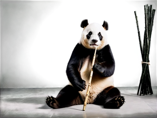 pandabear,bamboo flute,bamboo,pando,panda bear,pandurevic,pandur,giant panda,pandjaitan,pandulf,pandita,pandith,pandera,panda,pandeli,pandher,pandua,pandari,pancham,black bamboo,Illustration,Black and White,Black and White 33