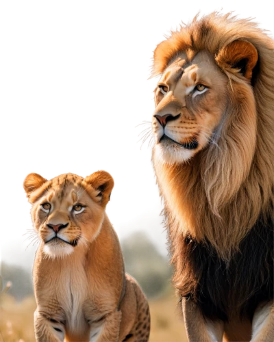 lions couple,male lions,two lion,lionesses,lions,leones,lion children,lion father,lion with cub,lion king,ligers,leonine,disneynature,the lion king,panthera leo,felids,lionheart,lion - feline,cute animals,african lion,Photography,Artistic Photography,Artistic Photography 13