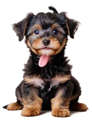 yorkshire terrier puppy,yorkie puppy,biewer yorkshire terrier,yorkshire terrier,cute puppy,yorkie,cavalier king charles spaniel,shih tzu,cheerful dog,rottweiler,shih poo,mixed breed dog,dog breed,dog pure-breed,dog puppy while it is eating,yorki,puppy,havanese,chihuahua poodle mix,rottweilers,Photography,Fashion Photography,Fashion Photography 15