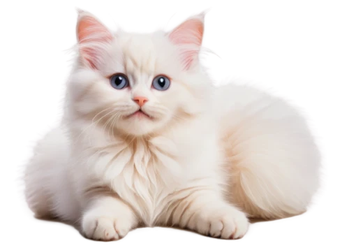 white cat,snowbell,cute cat,blue eyes cat,british longhair cat,cat with blue eyes,himalayan persian,cat vector,ragdoll,birman,kittenish,fluffernutter,breed cat,kittu,korin,cats angora,cat image,siberian cat,doll cat,whiskas,Illustration,Black and White,Black and White 15