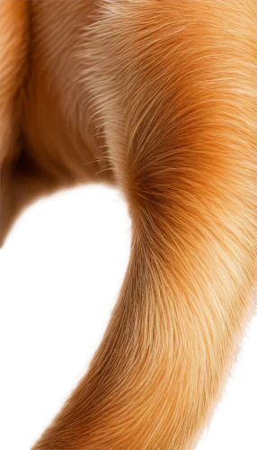 garden-fox tail,forepaws,tails,foxtail,dog paw,cat's paw,tailed,conocybe,fennec fox,furring,dewclaw,rose tail,tail,clitocybe,dog cat paw,haunches,hairtail,pomeranians,hygrocybe,ear,Photography,Documentary Photography,Documentary Photography 23