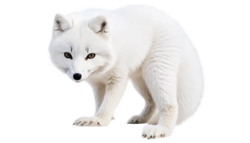 white fox,atka,white wolves,white dog,samoyedic,wolpaw,wolfed,arctic fox,wolf,derivable,wolfsangel,piebald,aleu,european wolf,loup,white cat,whitebear,canidae,gray wolf,wolfgramm,Photography,Documentary Photography,Documentary Photography 07