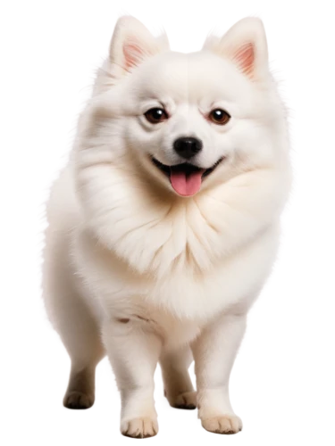 shoob,inu,samoyedic,white dog,samoyed,dogana,dogrib,whitey,pomeranian,sheeb,sparapet,wedag,huichon,light fur,ein,dog,bingbu,mogridge,petery,tuanjie,Photography,Fashion Photography,Fashion Photography 24