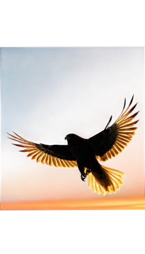 eagle silhouette,derivable,bird in flight,microraptor,bird wing,flying hawk,soar,bird flying,rapace,3d crow,bird in the sky,bird frame,nocturnal bird,night bird,windhover,nightbird,birdlike,hawksnest,flying bird,eagle vector,Conceptual Art,Daily,Daily 09