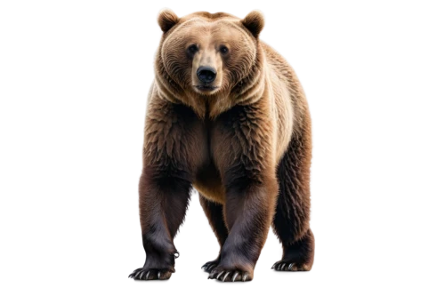 european brown bear,brown bear,nordic bear,bearlike,bear,bearse,scandia bear,ursus,great bear,orso,ursine,brown bears,beorn,bearss,cute bear,bear kamchatka,bearish,forebear,whitebear,grizzly bear,Illustration,Paper based,Paper Based 20