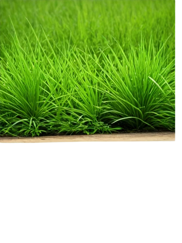 block of grass,wheatgrass,grass,wheat grass,wheat germ grass,gras,quail grass,ryegrass,green wallpaper,zoysia,artificial grass,grasslike,grass grasses,cordgrass,paspalum,brick grass,green lawn,grassman,green grass,cyperus,Art,Artistic Painting,Artistic Painting 28