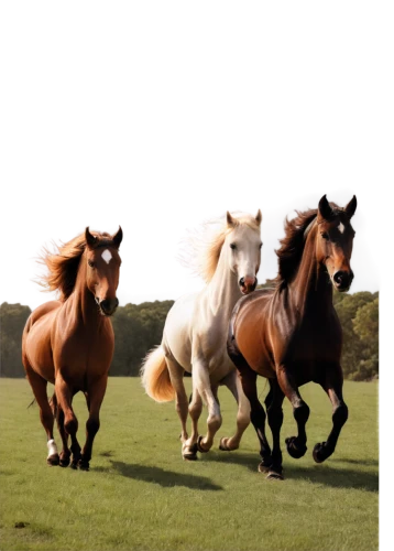 equines,lusitanos,horses,horse herd,beautiful horses,racehorses,horse horses,quadrupeds,caballos,chevaux,wild horses,quarterhorses,gallops,equids,horse riders,arabian horses,centaurs,equidae,poneys,equine,Photography,Artistic Photography,Artistic Photography 14